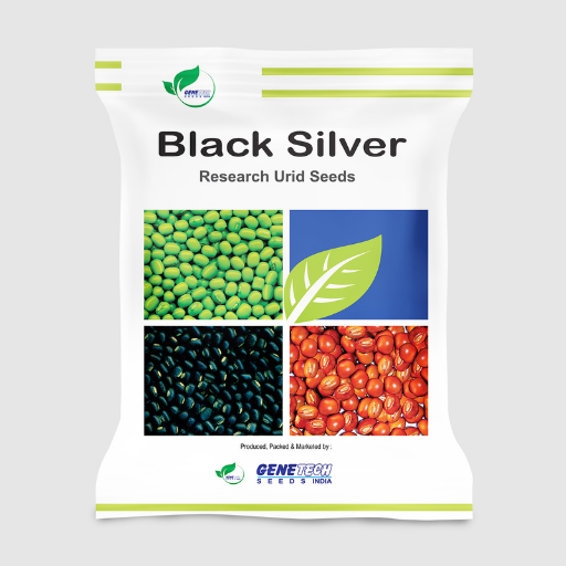 Black Silver Urad Seeds At Rs 150 Kilogram In Ahmedabad Paras