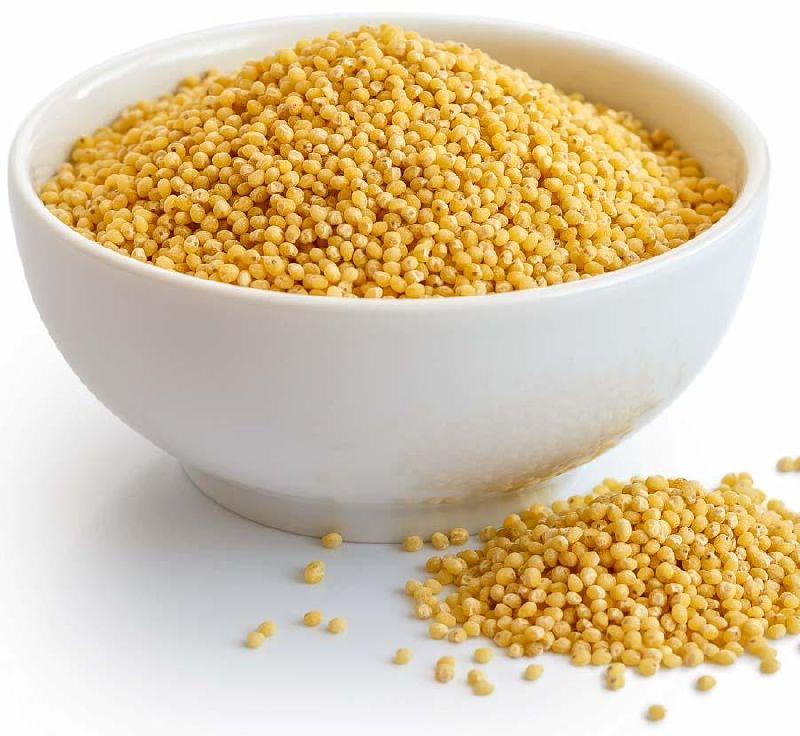 Organic Foxtail Millet Color Yellow At Best Price In Mumbai Id