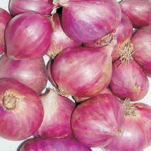 Fresh Sambar Onion For Food Shelf Life 7 15days At Rs 40 Kilogram