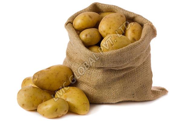 Storing Potatoes  Gardening Channel