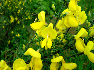 Yellow broom plant and flower