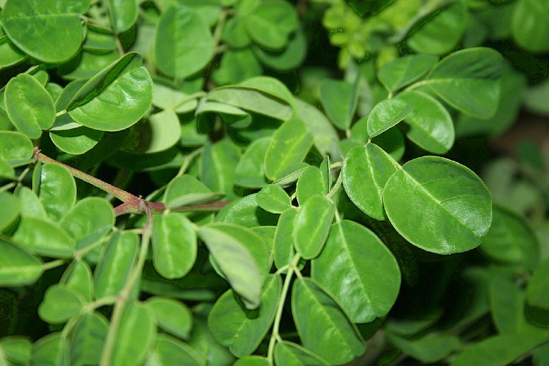 Moringa Leaf