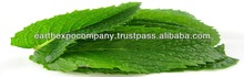 Spearmint leaf, Color : Green