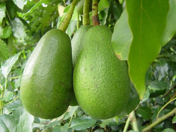 Fresh avocado, for Cooking, Home, Hotels, Specialities : Non Harmful