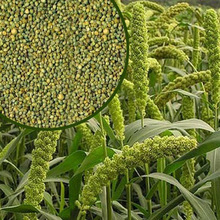 Common Millet, Color : Greyish Green