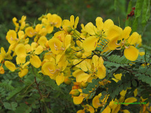 CASSIA AURICULATA LEAVES POWDER