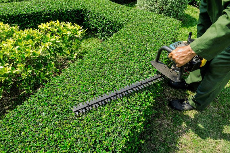 Garden Hedging Pruning Service