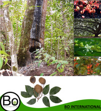 Copaiba Balsam Essential Oil, Purity : 100 % Pure