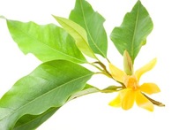 michelia alba leaf oil