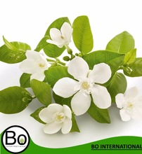 Aromaaz International Flowers Neroli Oil, Purity : 100 %