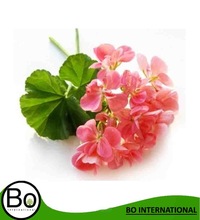 Rose Geranium Oil, Purity : 100 %