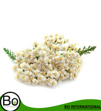 Yarrow Oil