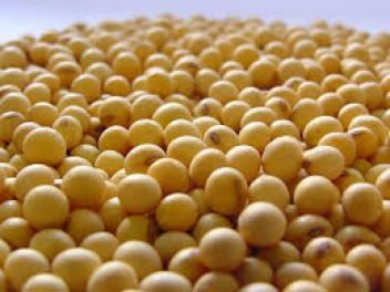 Soya Bean, Feature : High In Protein, Non Harmful