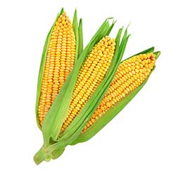 Organic yellow maize, for Bio-fuel Application, Cattle Feed, Human Food, Making Popcorn, Style : Fresh