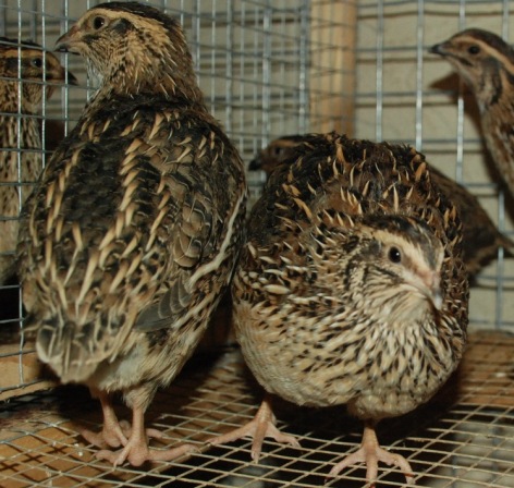 Quail / Teetar farming by Healthy Meat Farms, quail farming from ...