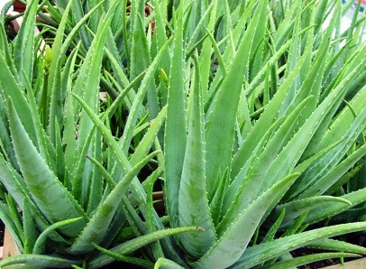 Common Aloe Vera Leaf, for Body Lotion, Cream, Making Shampoo, Gel, Juice, Pickles, Soap, Packaging Type : Container