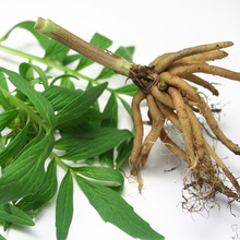Organic Valerian Root Oil