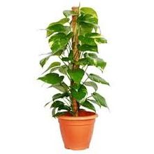 money plant
