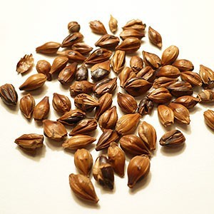 Seeds coffee oil