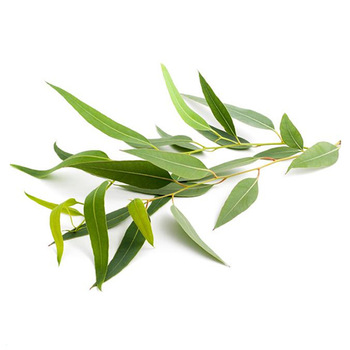 Leaves Eucalyptus Essential Oil, Certification : CE, GMP, MSDS