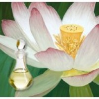 Lotus Flower Oil, Certification : GMP, MSDS, COA