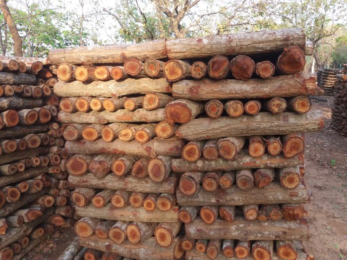 Fire wood, Length : 15-25 cm
