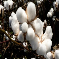 raw cotton