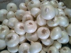 White Onions, Shape : Squat to rounded squat