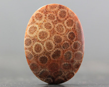 Fossil Coral Wholesale loose gemstone cabochon, Color : Natural
