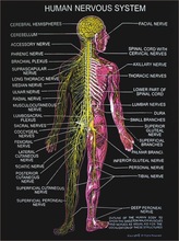 Human anatomy charts