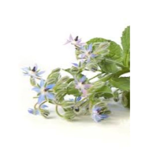 Borage Carrier Oil, Certification : GMP, MSDS, ISO
