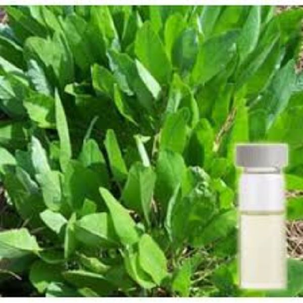 Costmary Essential Oil