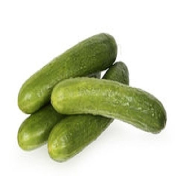 Cucumber Carrier Oil, Certification : GMP, MSDS, ISO