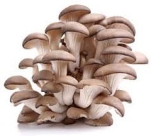 Vedantha dried oyster mushrooms