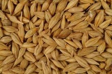 whole barley