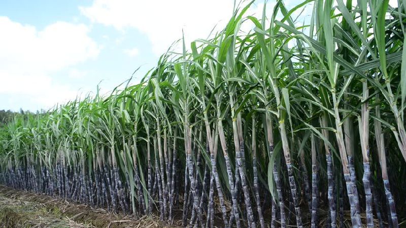 Fresh Sugarcane