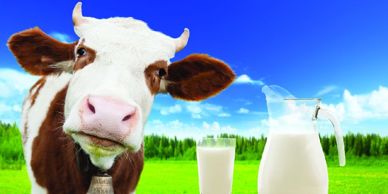 Pure Cow Milk, for Coffee, Cream, Making Tea, Sweet, Packaging Type : Plastic Can, Plastic Pouch