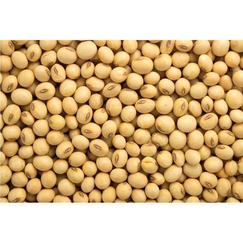 Organic soybean seeds, for Human Consumption, Animal Feed, Feature : High Nutritional Value, Low In Saturated Fat