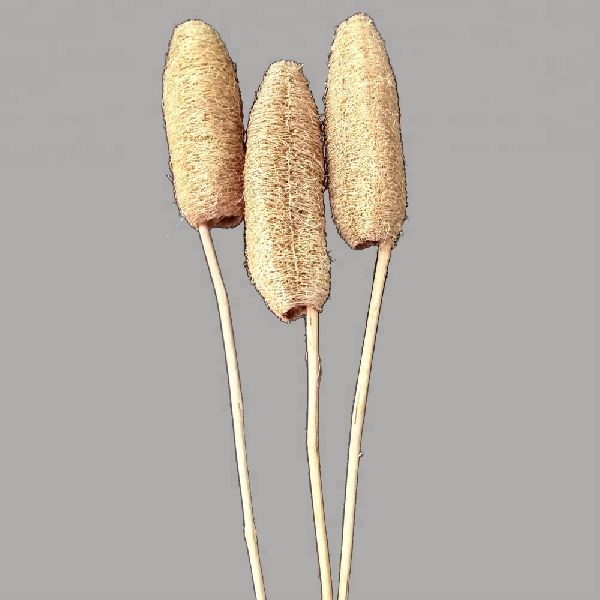 Dried Luffa Flowers