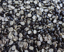 Common Black Lentils