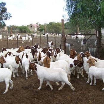 Live Boar Goats