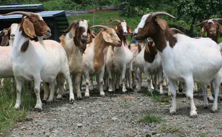 Pureblood pure bred boar Goats