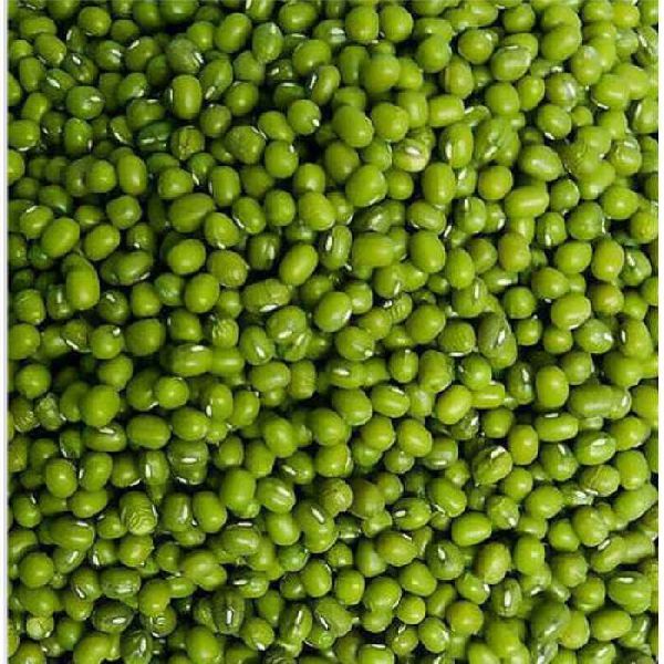 Green Mung Bean