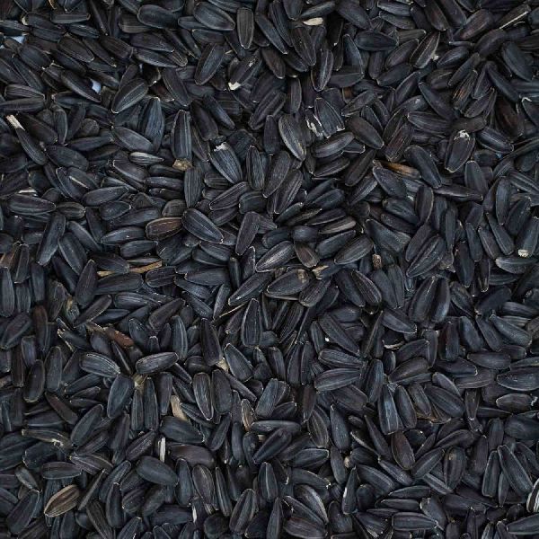 sunflower seed