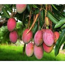 Common Fresh Mango,fresh mango, for Direct Consumption, Food Processing, Juice Making, Variety : Alphonso