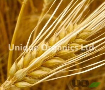 Conventional Barley for Feed Purpose, Certification : ISO