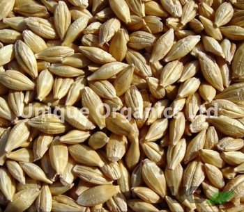 Feed Barley, Packaging Type : Requirement