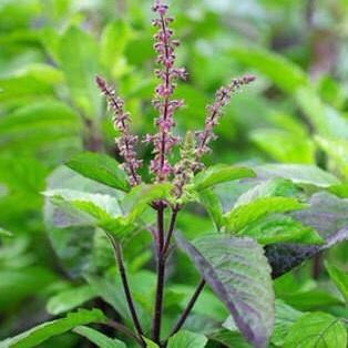 Holy Basil Leaves