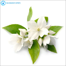 Jasmine Sambac Absolute Oil