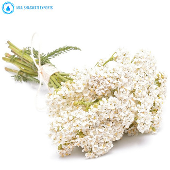 Yarrow Essential Oil